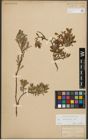 Foto von Salix starkeana Willd.